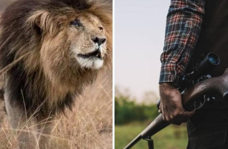 Seis leones fueron asesinados en Kenia por comerse 11 cabras y un perro